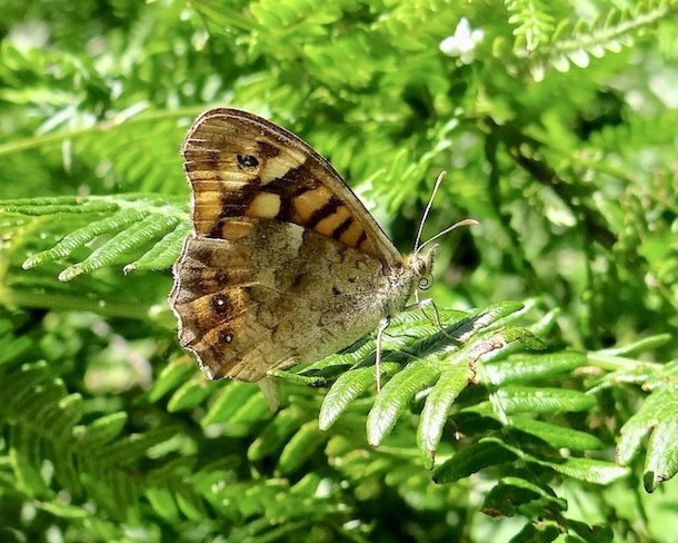 speckled wood